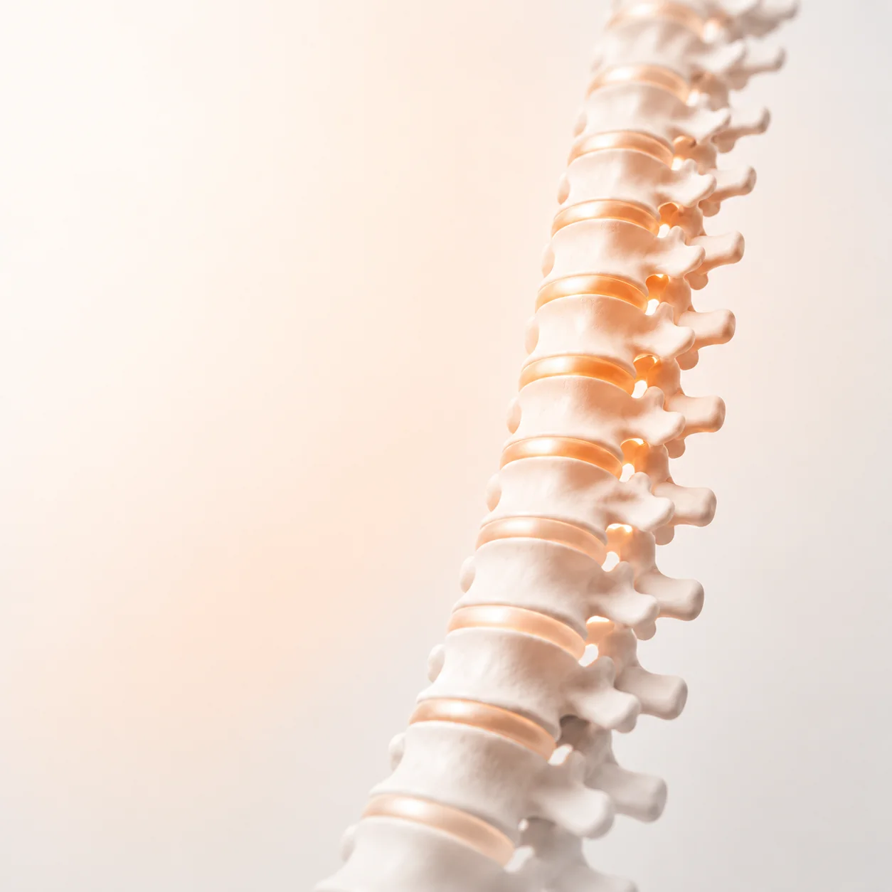 Spinal anatomy illustration used in patient education at Chiromed Wellness Centers